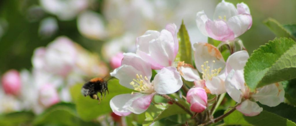 Gardening Activities in a Care Setting